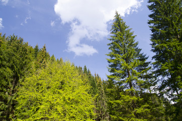 Summer forest landscape