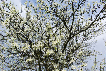 white flowers plum tree in the garden