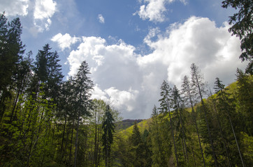 Gorgeous mountain forest under deep blue summer sky