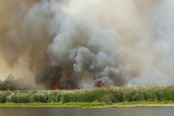 Fototapeta premium Forest fire in the nature.