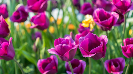 lot of vivid violet tulips, spring, outdoors