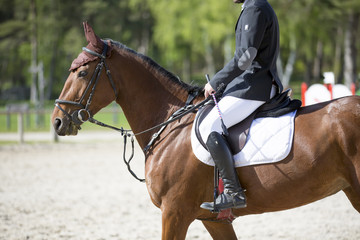 Le cheval et son cavalier