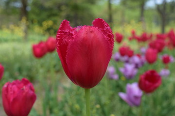 Obraz premium チューリップ／山形県庄内地方のチューリップ畑で、綺麗なチューリップを撮影した写真です。
