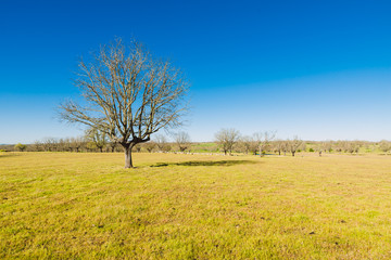 Beautiful summer landscape with green grass and blue cloudy sky