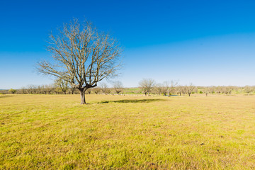 Beautiful summer landscape with green grass and blue cloudy sky