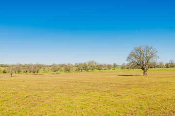 Beautiful summer landscape with green grass and blue cloudy sky