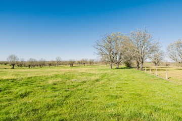 Green grass on a golf field