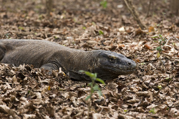 The Komodo dragon