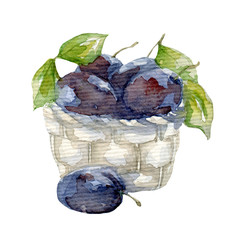 Plum drawing watercolor isolated on white