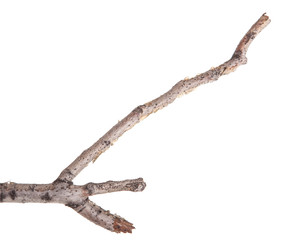Dry tree branches isolated not a white background