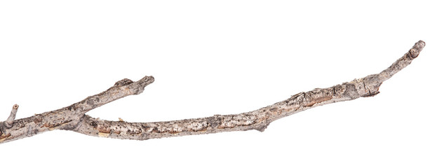 Dry tree branches isolated not a white background