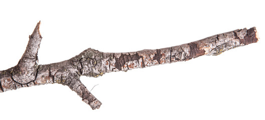 Dry tree branches isolated not a white background