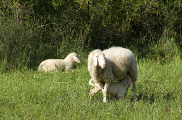 Obraz premium lamb drinks milk from his mother sheep
