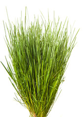 bundle of green grass isolated on white background