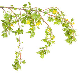 flowering currant branch. isolated on white background