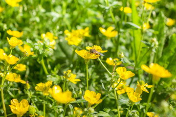 blooming flowerers in spring, bee, buttercup, crowfoot, ranuncul