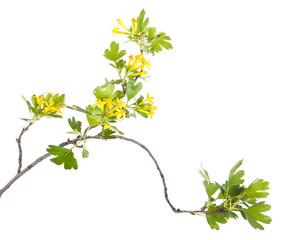 flowering currant branch. isolated on white background