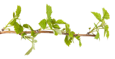 raspberry leaves isolated on white background
