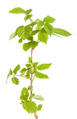 raspberry leaves isolated on white background