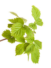 raspberry leaves isolated on white background