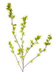 branches of apple trees with young leaves. isolated on white bac