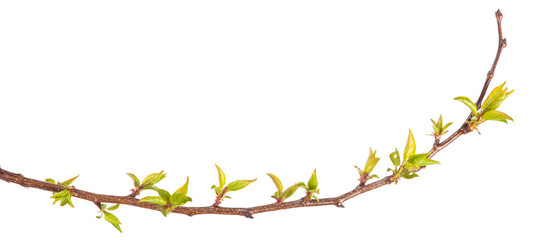 apricot tree branch with young leaves. isolated on white backgro