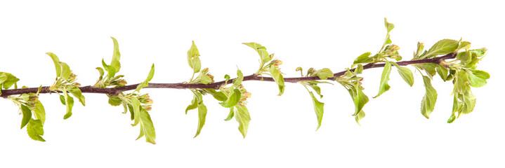 branches of apple trees with young leaves. isolated on white bac