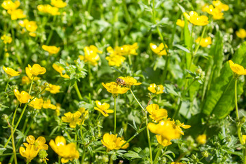 Obraz na płótnie Canvas blooming flower in spring, bee, buttercup, crowfoot, ranunculus
