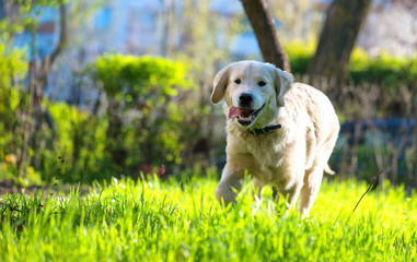 Golden Retriever puppy runs over the meadow