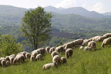 Fototapeta premium flock of sheep in the gentle morning light