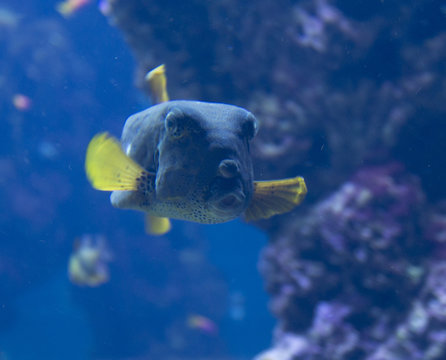 Blue tropical Box-fish