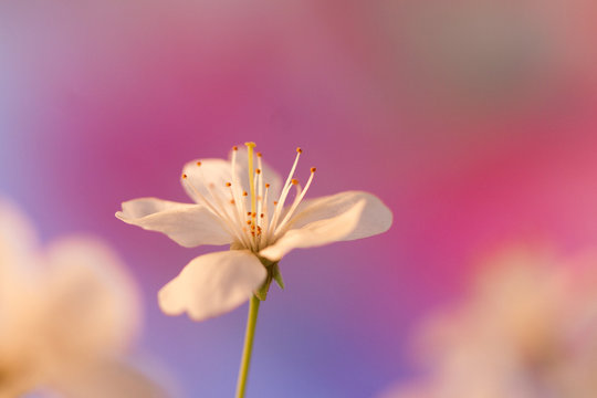 Fototapeta Fleur de cerisier