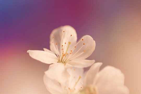 Fototapeta Fleur de cerisier