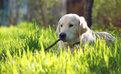 Golden Retriever puppy playing with a stick
