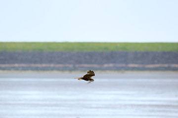 western marsh harrier with nest material