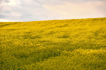 Obraz premium Yellow rapeseed