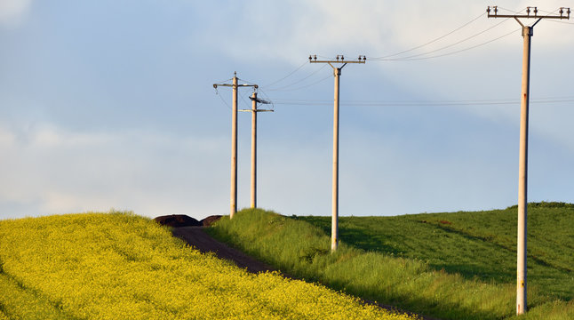 High voltage electricity poles between wheat and canola fields