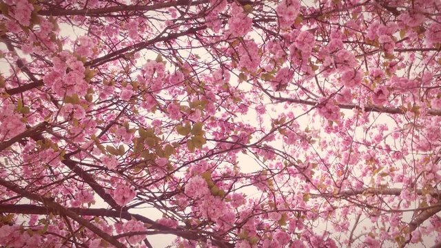 Cherry blossom