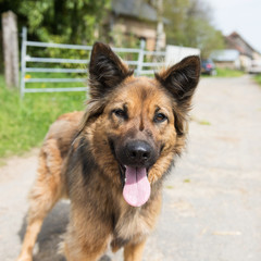 Dog on street outdoor