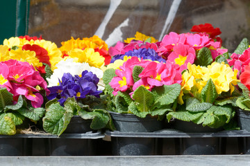 Primrose (primula vulgaris) flowers for sale at market stall