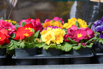 Primrose (primula vulgaris) flowers for sale at market stall