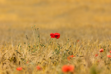 ein gro&szlig;es Feld voll mit Roggen und Mohnblumen