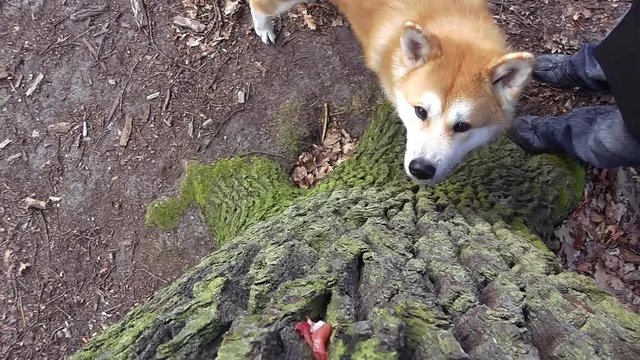 ein Hund (Akita Inu) sucht ein Leckerli an einem Baum