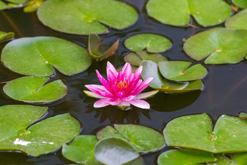 eine schöne Seerose in einem Teich