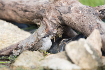 Eurasian blackcap bird