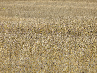 image of a wheat farm.