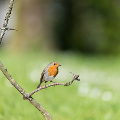 European Robin on branch
