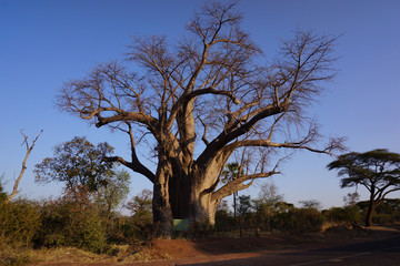 A baobab tree near Victoria Falls
