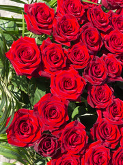 bright background of dark red roses