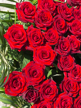 bright background of dark red roses
